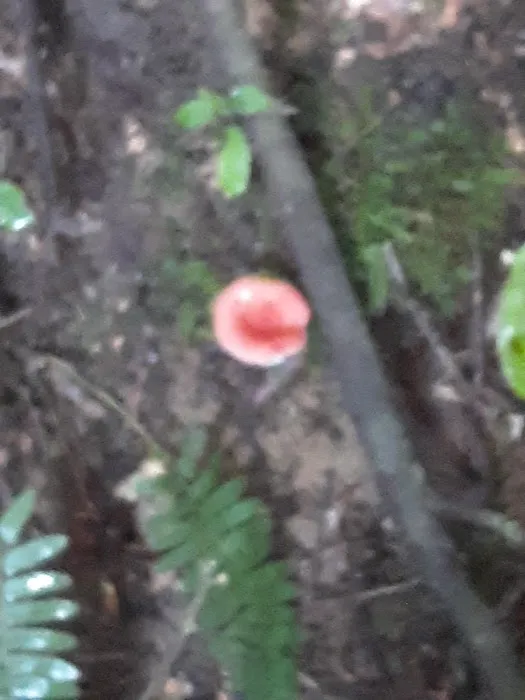 Golden Arrow Reservation Picture 9