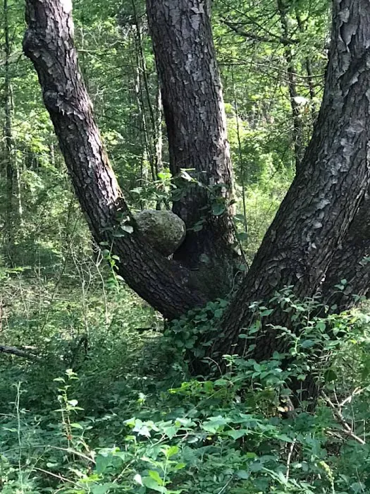Pines Campground Picture 7
