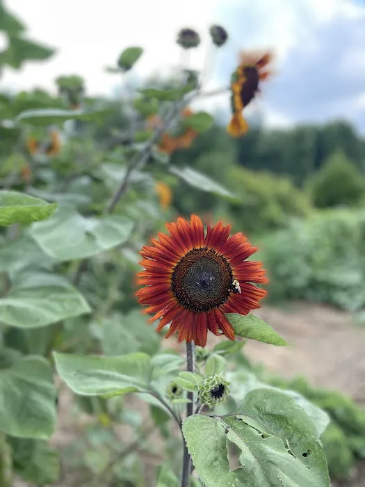 Matthews Creek Farm Picture 10