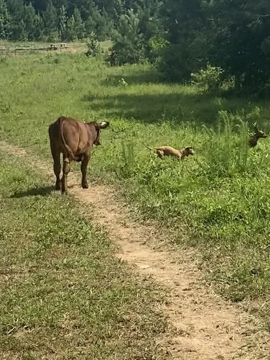 Matthews Creek Farm Picture 9