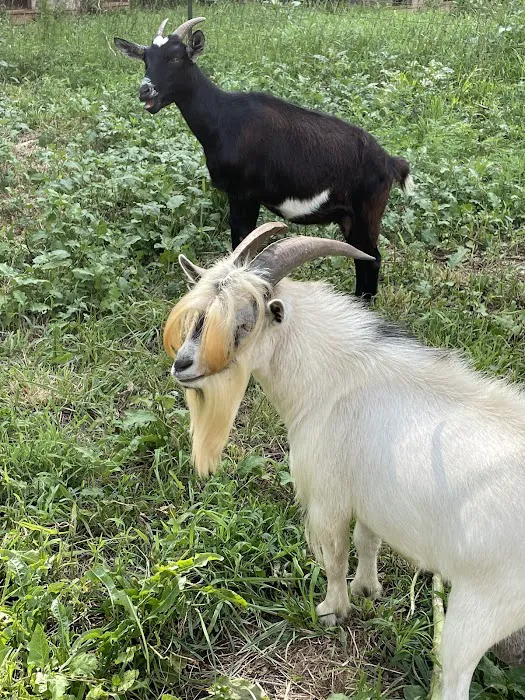 Matthews Creek Farm Picture 5
