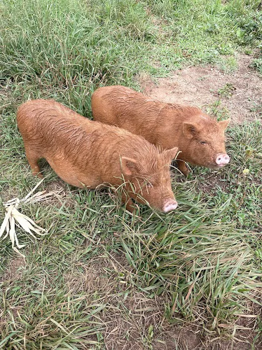 Matthews Creek Farm Picture 8