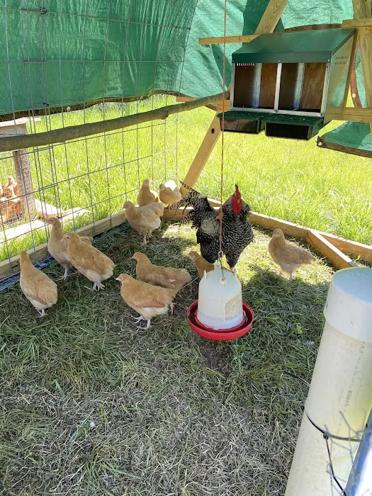 Matthews Creek Farm Picture 4