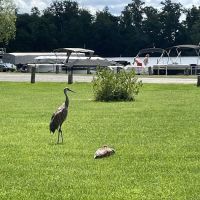 White Lake Campground ico