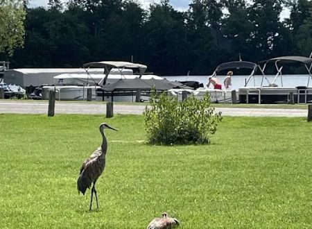 White Lake Campground