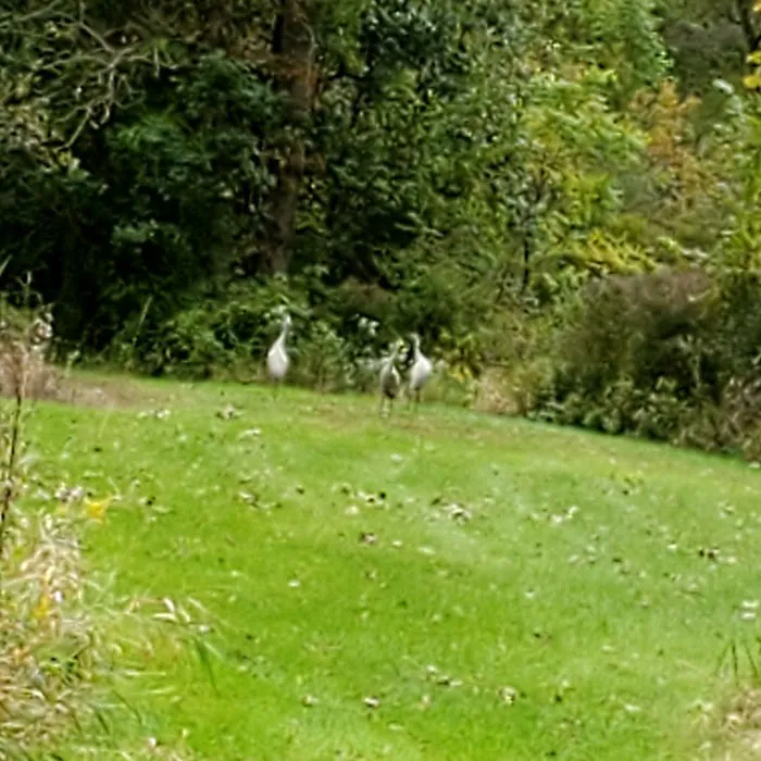 Southern Michigan Marble Springs Campground Picture 6