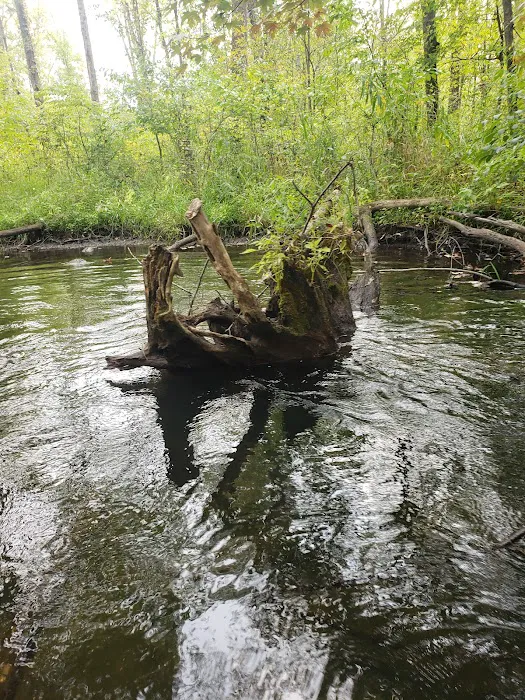 Twin Pine Campground & Canoe Picture 4