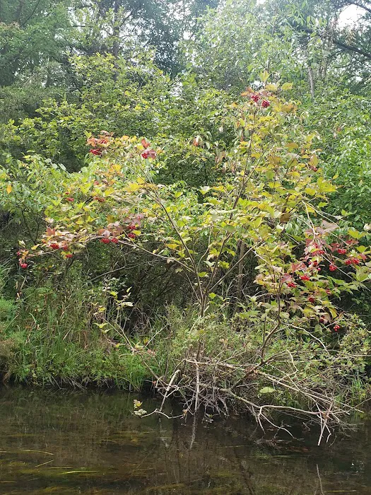 Twin Pine Campground & Canoe Picture 8