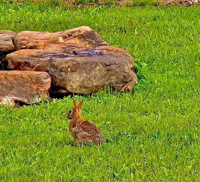 The Meadows at Double Creek Picture 9