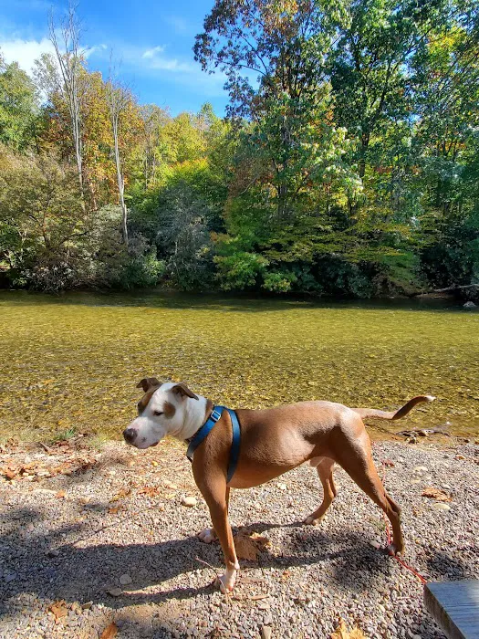 Yancey County Toe River Campground Picture 8