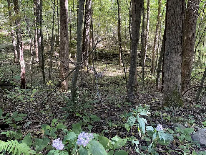 Woodsmoke Campground Picture 1
