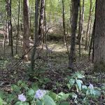 Woodsmoke Campground