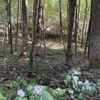 Woodsmoke Campground ico