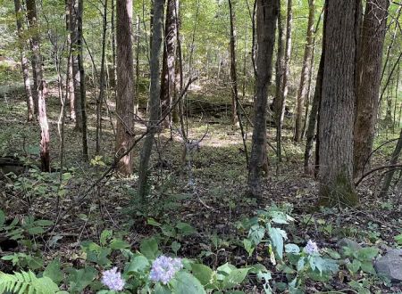 Woodsmoke Campground