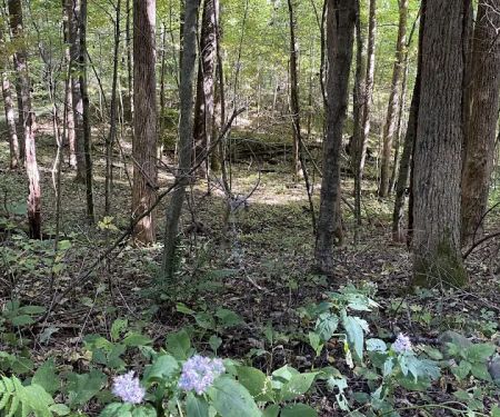 Woodsmoke Campground