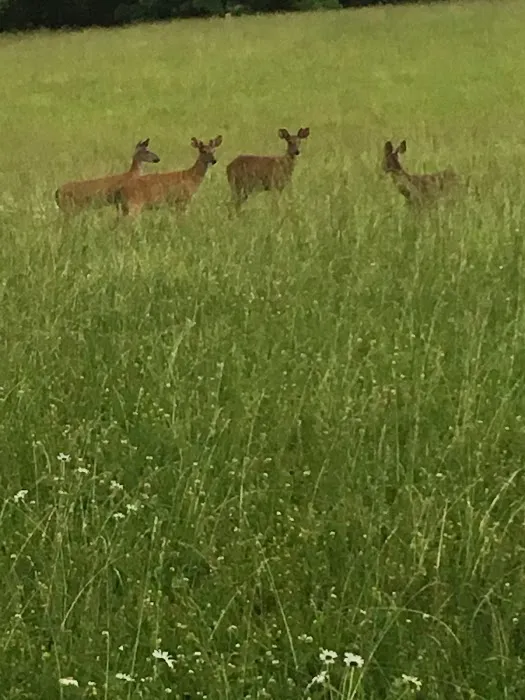 RBAA Campground Picture 6