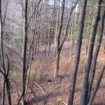 Mt View Acres