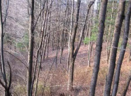Mt View Acres