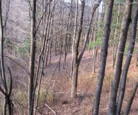 Mt View Acres