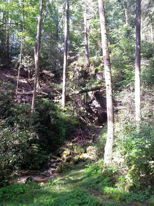 Cave Springs Campground Picture 4