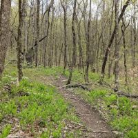 Raccoon Valley at Volunteer Park ico
