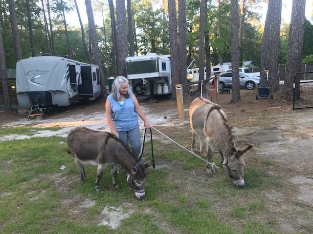 Daily Walk Stables CAMPGROUND Picture 3