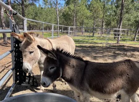 Idlewild Farm Stays