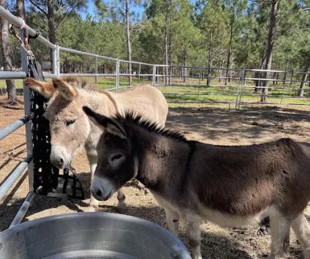 Idlewild Farm Stays