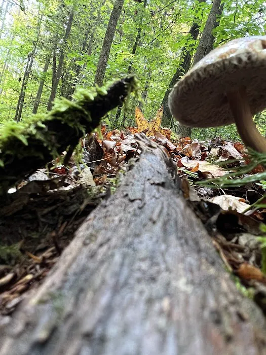 Boone Valley Camping Picture 6