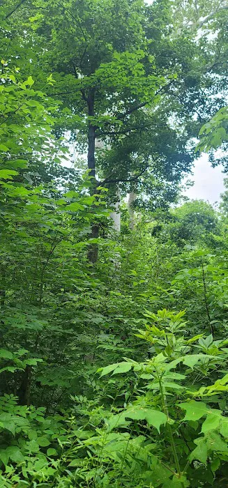 Miami Whitewater Forest Campground Picture 6