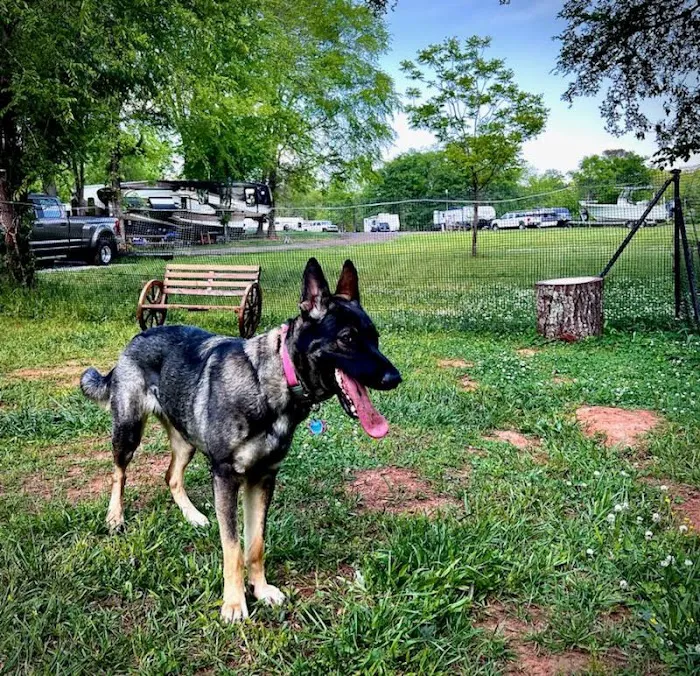 Plum Branch RV Park (Formerly Lake Thurmond RV Park) Picture 7
