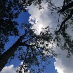 Vining Campground