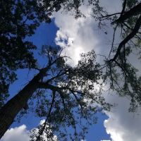 Vining Campground ico