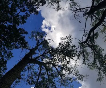 Vining Campground