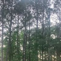 Vista Verde ico