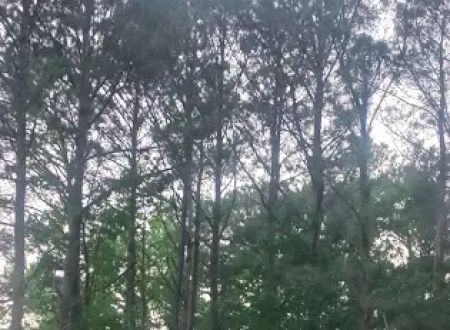 Vista Verde
