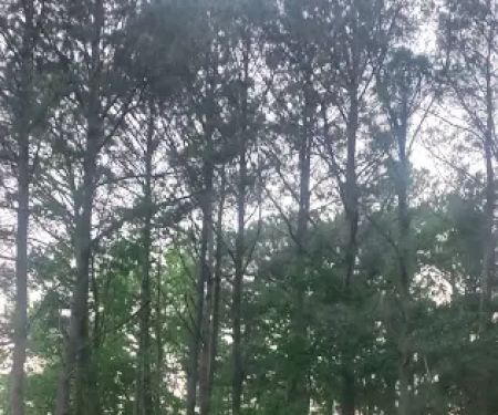 Vista Verde