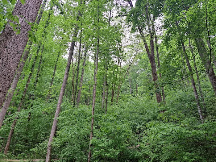 Curtis Creek Campground Picture 10