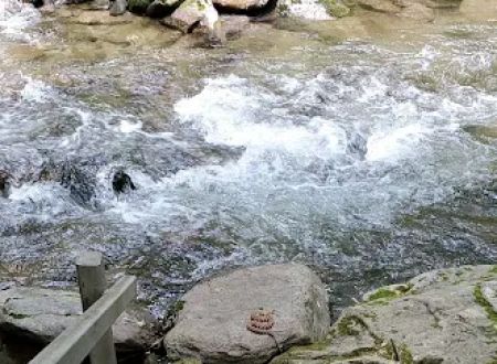 Curtis Creek Campground