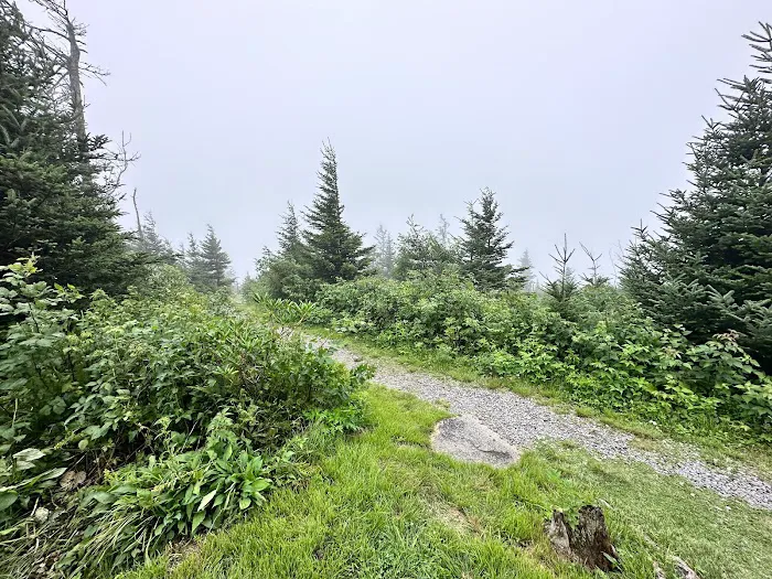 Mt. Mitchell Campground Picture 10
