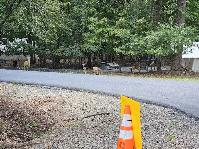 Shady Grove RV Park Picture 7