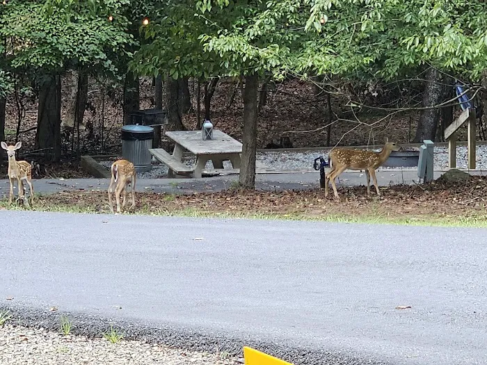 Shady Grove RV Park Picture 1