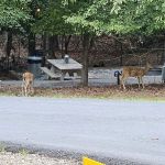 Shady Grove RV Park