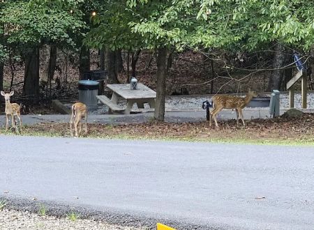 Shady Grove RV Park