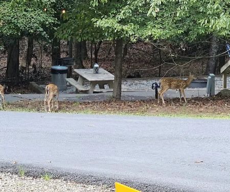 Shady Grove RV Park