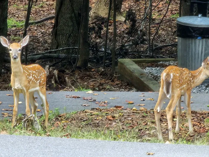 Shady Grove RV Park Picture 10