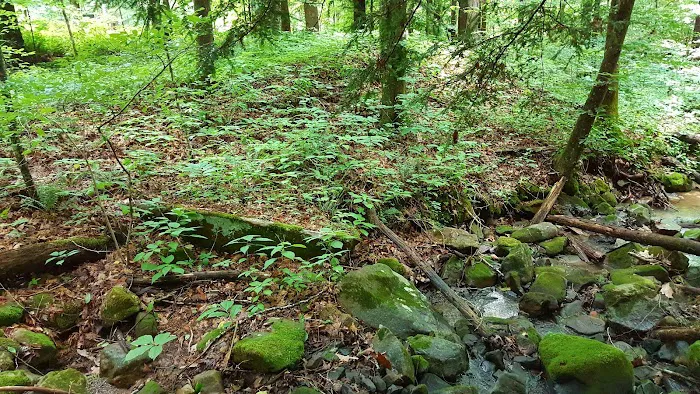 US Forestry Department Picture 9