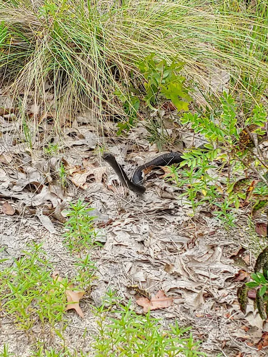 Sandhills campground b Picture 8