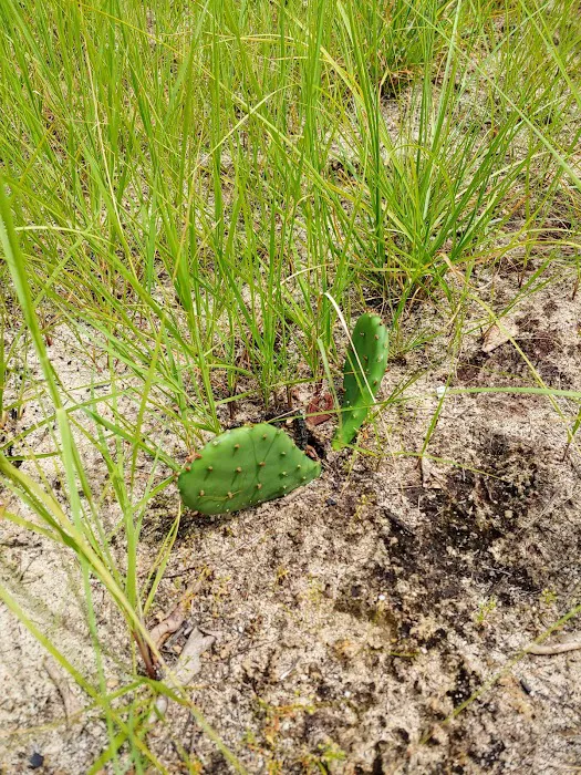 Sandhills campground b Picture 4