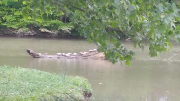 Lake Shelby Picture 3
